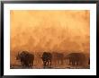 A Herd Of Cape Buffalo Create A Dust Cloud by Beverly Joubert Limited Edition Print