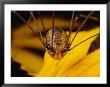Close View Of A Daddy Longlegs (Harvestman) by Darlyne A. Murawski Limited Edition Pricing Art Print