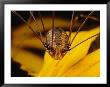 Close View Of A Daddy Longlegs (Harvestman) by Darlyne A. Murawski Limited Edition Print