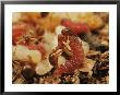 A Maculinea Alcon Caterpillar Is Fed Liquids By A Myrmica Ant by Darlyne A. Murawski Limited Edition Print