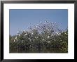 A Flock Of Wood Ibises Rest On Tree Branches by Willard Culver Limited Edition Print