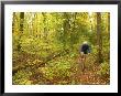 Mountain Biker Rides Through A Forest In The Fall by Skip Brown Limited Edition Print