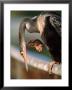 Anhinga Scratching, Everglades National Park, Florida, Usa by Charles Sleicher Limited Edition Print