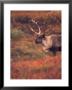 Caribou In Autumn Tundra Of Denali National Park, Alaska, Usa by Stuart Westmoreland Limited Edition Pricing Art Print