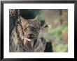 Lynx In Denali National Park, Alaska, Usa by Dee Ann Pederson Limited Edition Print