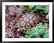 Angulate Tortoise In Flowers, South Africa by Claudia Adams Limited Edition Print