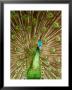 Peacock Displaying Feathers by Lisa S. Engelbrecht Limited Edition Print