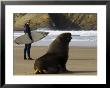 Surfer Standing Near Sea Lion On Beach, The Catlins, Porpoise Bay, New Zealand by Christian Aslund Limited Edition Print