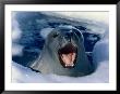 Weddell Seal (Laptonychotes Weddellii), Antarctica, Antarctica by Chester Jonathan Limited Edition Print