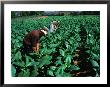 Tobacco Workers, Vinales, Pinar Del Rio, Cuba by Shannon Nace Limited Edition Print