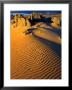 Sand Dunes On Tarkine Coast, Tarkine, Australia by Paul Sinclair Limited Edition Print