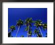 Tropical Trees In Guanica, Guanica, Puerto Rico by Alfredo Maiquez Limited Edition Print