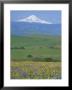 Field Of Arrowleaf Balsamroot And Lupine, Washington, Usa by Janis Miglavs Limited Edition Print