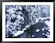 Fresh Snow On Denny Creek, Seattle, Washington, Usa by William Sutton Limited Edition Print