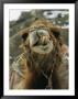 Camel Displays Its Teeth by Tim Laman Limited Edition Print