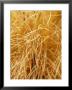 Pennisetum Aloep Grasses, Close-Up Of Dried Grasses, November by Susie Mccaffrey Limited Edition Print