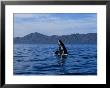 Grey Whale, Juvenile Breaching, Magdalena Bay by Gerard Soury Limited Edition Print