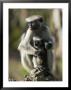Zanzibar Red Colobus, Female With Infant, Zanzibar by Mike Powles Limited Edition Pricing Art Print