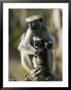 Zanzibar Red Colobus, Female With Infant, Zanzibar by Mike Powles Limited Edition Print