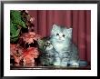 6 Week Old Kittens by David Tipling Limited Edition Print