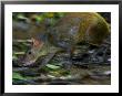 Central American Agouti, Running Through Rainforest, Costa Rica by Roy Toft Limited Edition Print