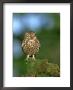 Little Owl, Perched On Mossy Branch, Uk by Mark Hamblin Limited Edition Print