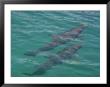 Dolphin Swimming, Mexico - Mayan Riviera by Keith Levit Limited Edition Print