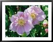 Rosa Woodsii (Species Rose), Pale Pink Flower In Sunshine by Mark Bolton Limited Edition Print