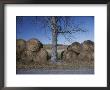 Bales Of Hay Lie Next To A Denuded Tree In An Autumn Landscape by Roy Gumpel Limited Edition Print