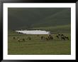 Grazing Cattle Near A Small Pond by Sam Abell Limited Edition Print