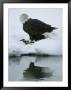 An American Bald Eagle Feeds On A Fish by Klaus Nigge Limited Edition Print