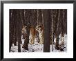 Two Siberian Tigers Survey The Countryside by Dr. Maurice G. Hornocker Limited Edition Print