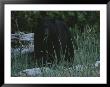 A Close View Of A Black Bear Standing In Tall Grasses Near A Log by Joel Sartore Limited Edition Print