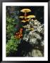 Close View Of Mushrooms And Other Fungi by Norbert Rosing Limited Edition Print