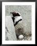 Close View Of A Jackass Penguin And Egg by Kenneth Garrett Limited Edition Print