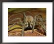 Wolf Spider, Ocala National Forest, Florida by David M. Dennis Limited Edition Print