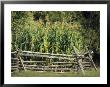 A Cornfield In Fort Frederick State Park by Raymond Gehman Limited Edition Print