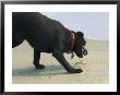 Dog And A Crab Threaten Each Other On A Beach Near Duck by Stephen Alvarez Limited Edition Print