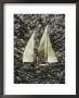 A Sailboat Floats On Its Side After Being Capsized By A Gust Of Wind by Lowell Georgia Limited Edition Print