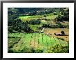 Aerial Of Farmland, Crete, Greece by John Elk Iii Limited Edition Print