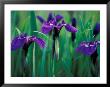 Wild Iris On Knight Island, Alaska, Usa by Darrell Gulin Limited Edition Print