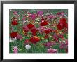 Shirley Mixed And California Poppy Field In Sequim, Washington, Usa by Jamie & Judy Wild Limited Edition Print