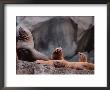 Steller's Sea Lion, Kenai Fjords, Alaska, Usa by Dee Ann Pederson Limited Edition Print