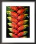 Detail Of Hawaiian Heliconia (Heliconia Caribaea), Hilo, Usa by John Elk Iii Limited Edition Pricing Art Print