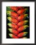 Detail Of Hawaiian Heliconia (Heliconia Caribaea), Hilo, Usa by John Elk Iii Limited Edition Print