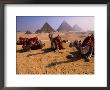 Camels Resting With Pyramids In Background, Giza, Egypt by Mason Florence Limited Edition Print