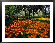 Tulips In Bloom At Keukenhof Gardens, Leiden, Netherlands by John Elk Iii Limited Edition Print