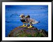 Two Flightless Steamer Ducks On Relic, San Carlos, East Falkland, Falkland Islands by Tony Wheeler Limited Edition Pricing Art Print