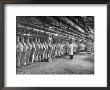 Rows Of Meat In Storage At Bronx Warehouse by Herbert Gehr Limited Edition Print