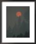 The Sun Shines Through The Haze Created By The 1988 Yellowstone Fires by Michael S. Quinton Limited Edition Print